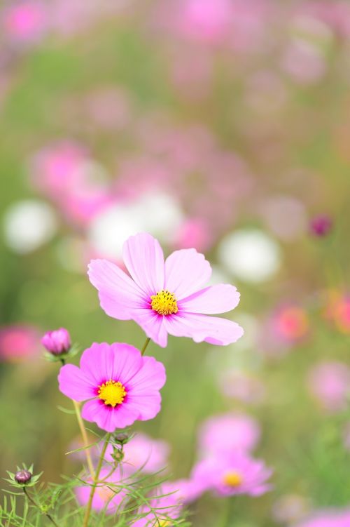 natural plant flowers