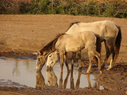 natural horse animals