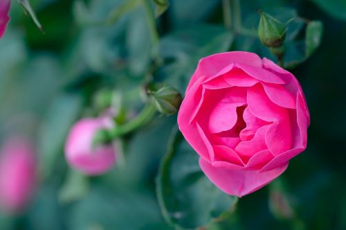 natural plant rose