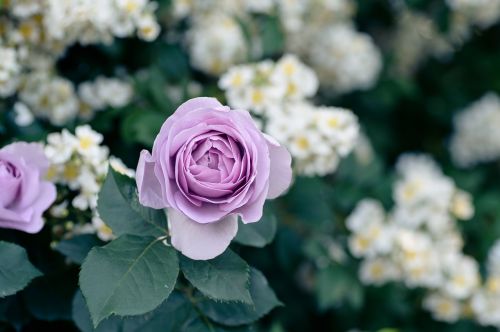 natural plant rose