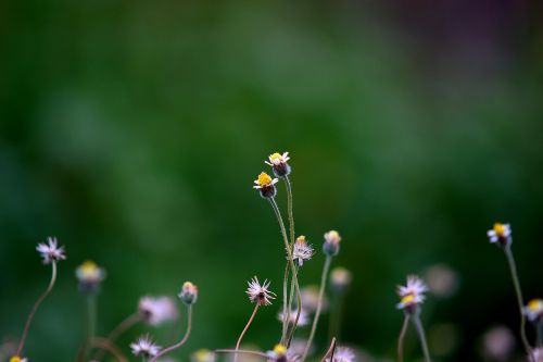 natural close up flower