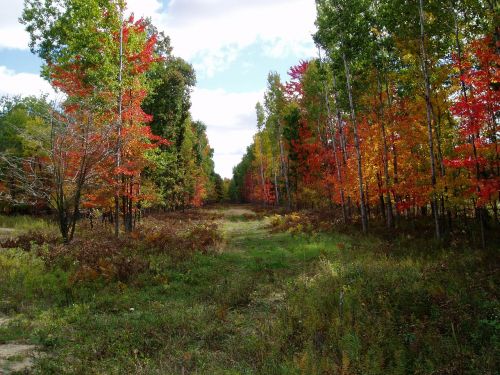 natural trees forest