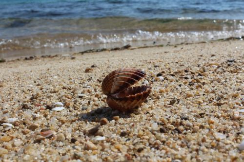 seashell natural beach