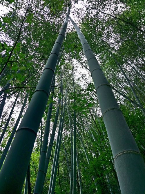 natural bamboo fresh