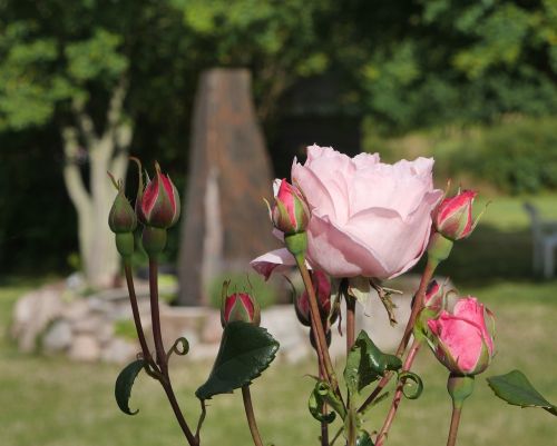 natural roses summer