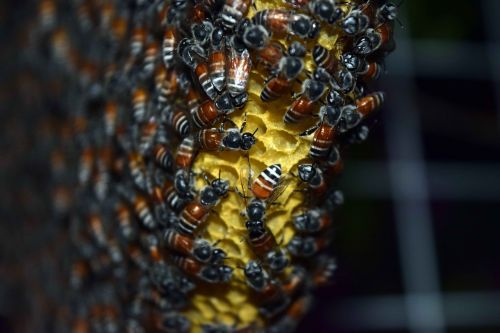 natural building a nest honey