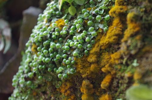 natural plant moss