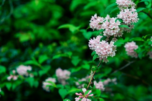 natural plant mountain