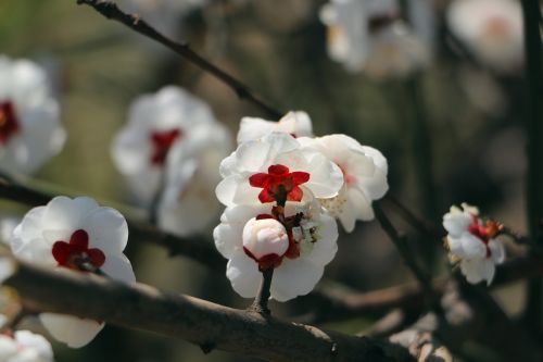 natural flower close-up