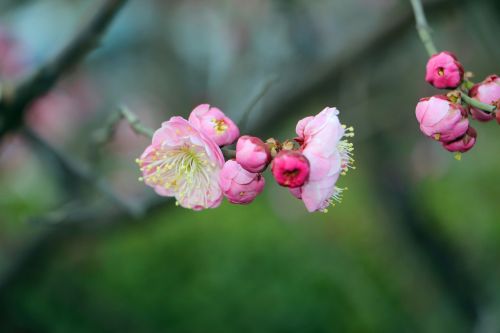 natural flower close-up