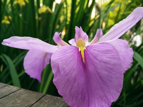 natural plant iris