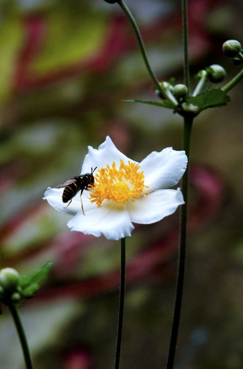 natural flower plant