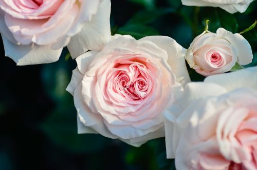 natural plant flowers