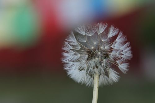 natural landscape flowers