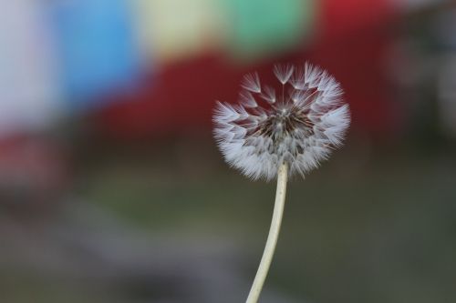 natural landscape flowers