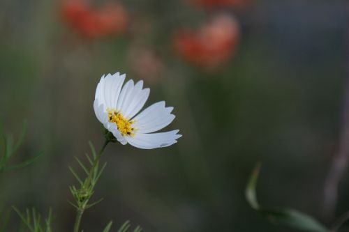 natural landscape flowers