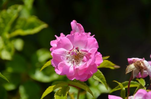 natural rose pink