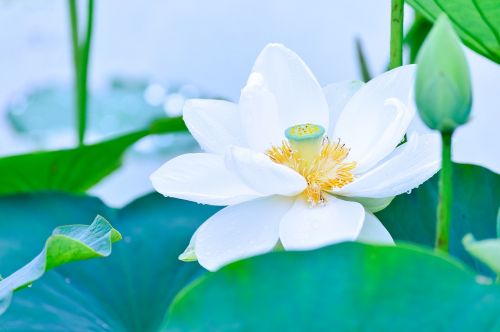 natural plant in the early summer