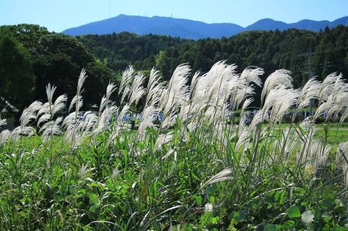 natural japan mountain