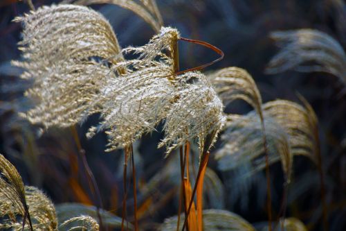 natural the scenery plant