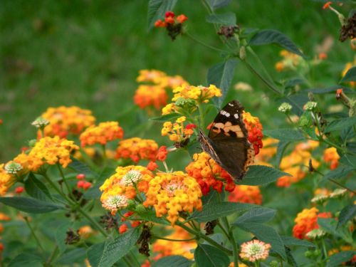 natural butterfly flowers