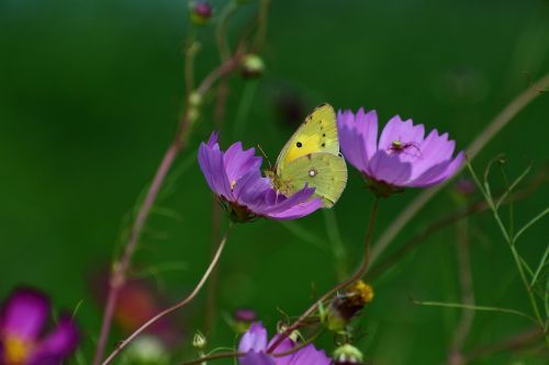 natural landscape flowers