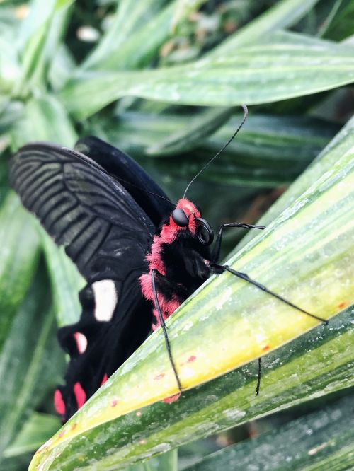 natural green butterfly