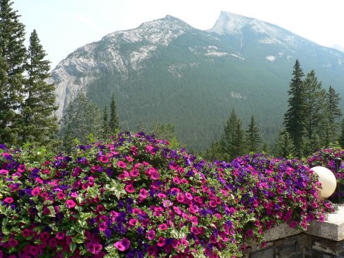 natural flowers mountain