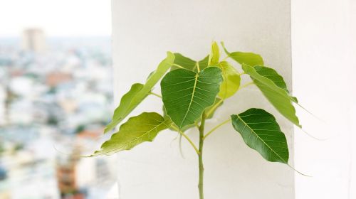 natural plant green tree