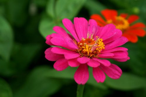 natural chrysanthemum pink