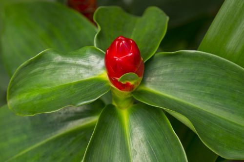 natural red green leaf