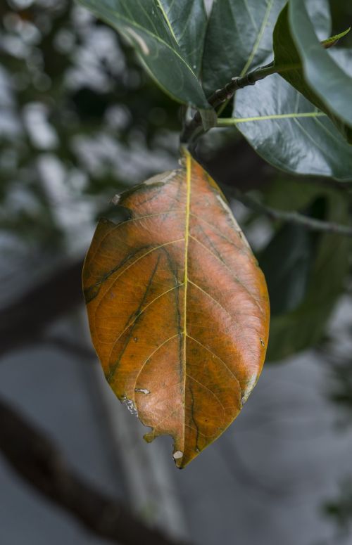 natural leaf leaves jackfruit