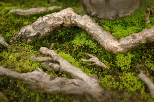 natural moss green tree roots