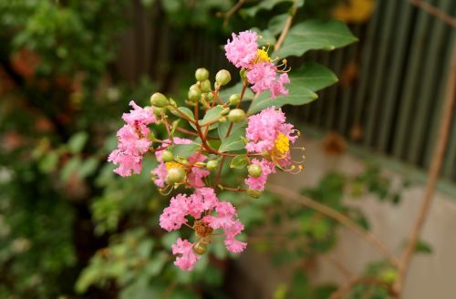 natural hoa tuong vy pink