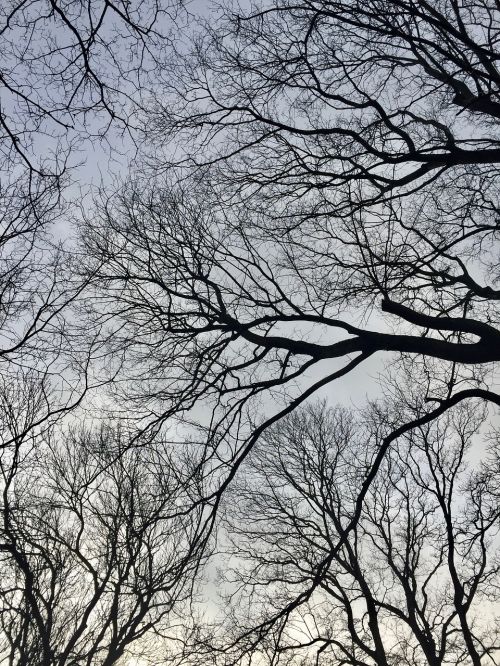 natural branches forest