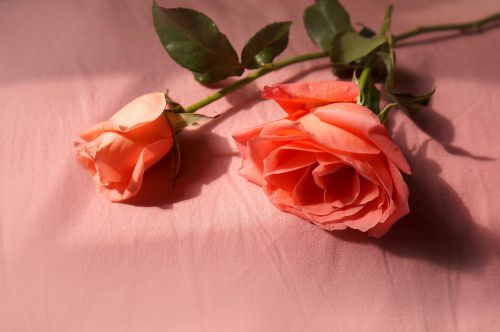 natural roses love
