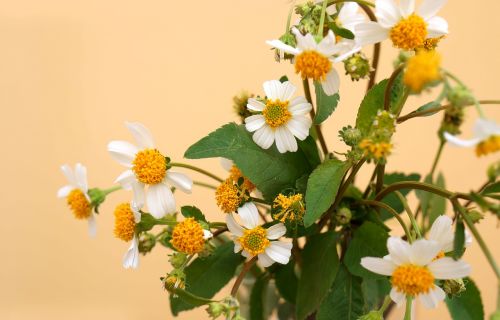 natural wildflowers white flowers