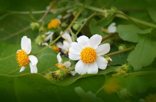 natural wildflowers white flowers