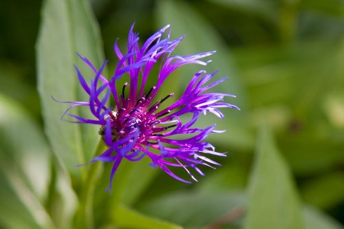 natural flower garden