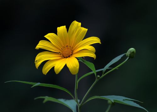 natural flower yellow