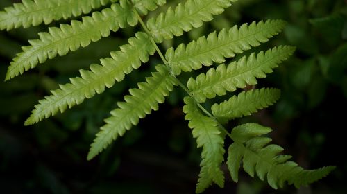 natural fern leaf green leaf