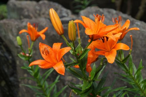 natural flowers plant