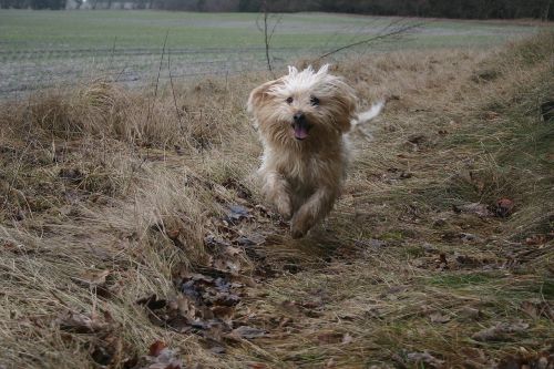 natural outdoor dog