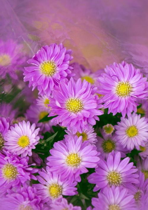 natural heather purple flowers