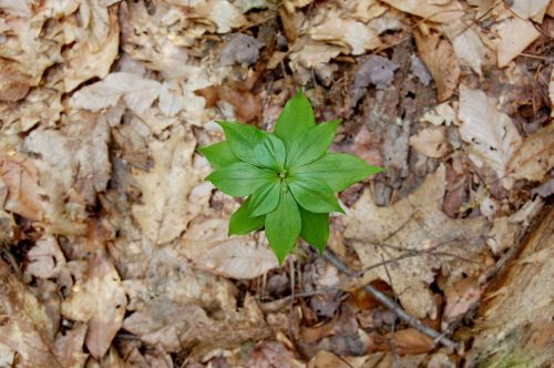 natural wood plant