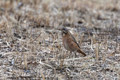 natural wild animals bird