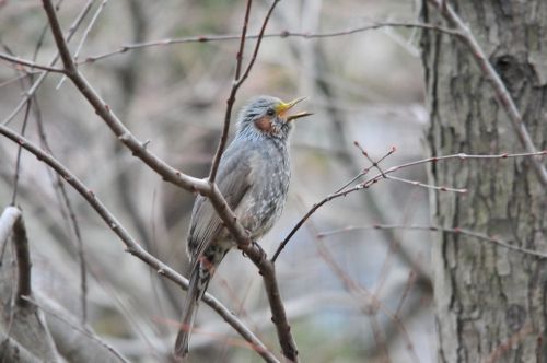 natural bird wood