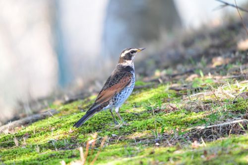 natural bird outdoors