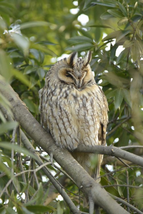 natural bird outdoors