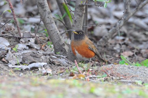 natural wild animals bird